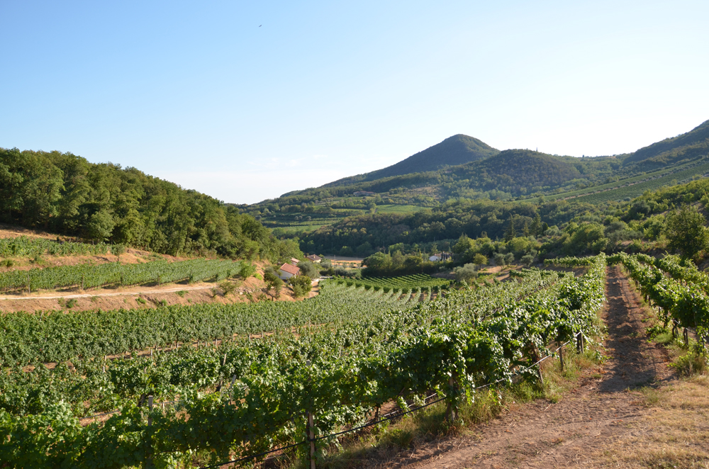 Vignale Di Cecilia